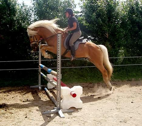 Tyroler Haflinger Liz Winterling AVLSHINGST - Foto: Lima billede 9