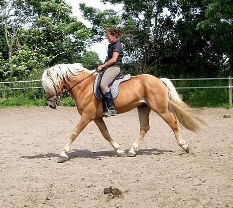 Tyroler Haflinger Liz Winterling AVLSHINGST - Foto: Lima billede 10