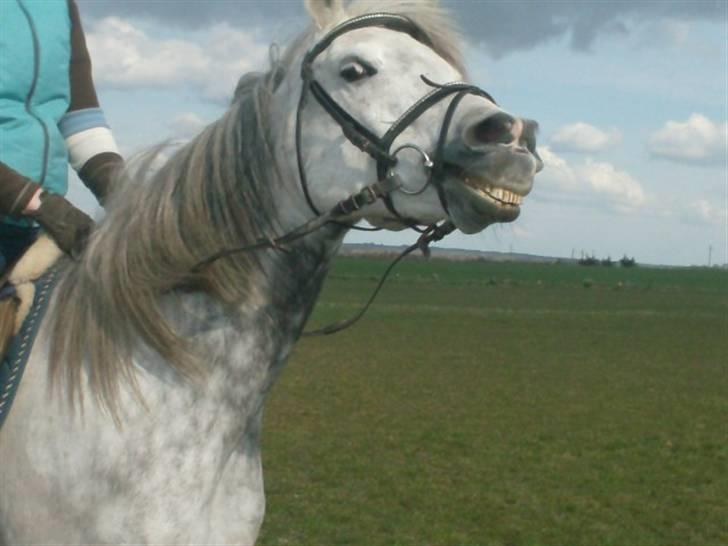 Arabisk fuldblod (OX) kentzu  Aflivet d. 30 maj - nyt den 16 april 2008 hehe ja det ser godt nok sjovt ud men fik lige lyst til lidt sjovt......... billede 8