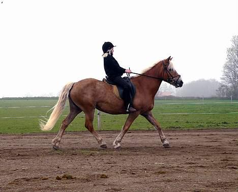 Tyroler Haflinger Greka - DØD billede 4