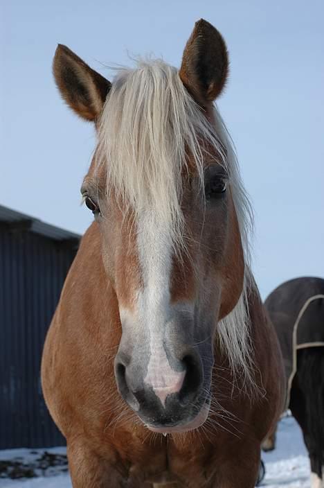Tyroler Haflinger Greka - DØD billede 5
