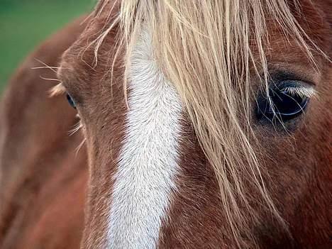 Tyroler Haflinger Greka - DØD billede 6