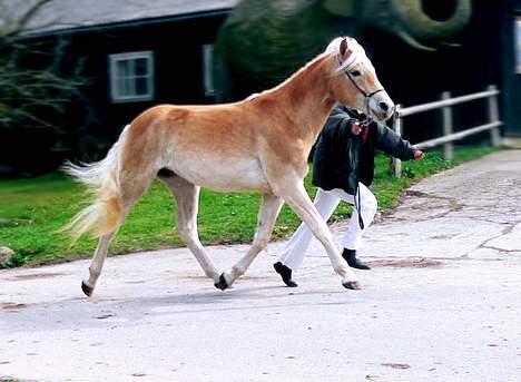 Tyroler Haflinger Haily Elghuset  - (Foto: Lima) billede 2