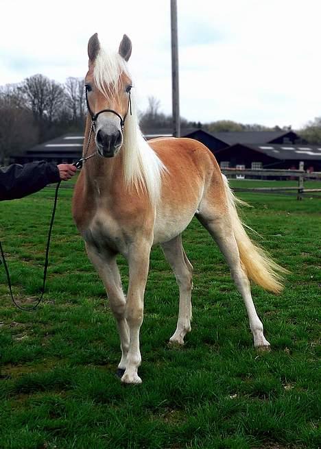 Tyroler Haflinger Haily Elghuset  - (Foto: Lima) billede 3