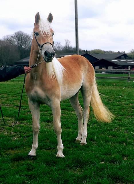 Tyroler Haflinger Haily Elghuset  - (Foto: Lima) billede 4