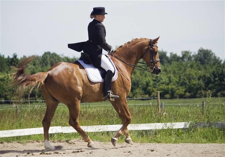 Trakehner Hannibal R.I.P billede 4