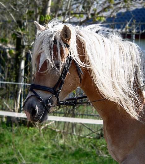 Tyroler Haflinger Honeymoon SOLGT - (Foto: Lima) billede 1