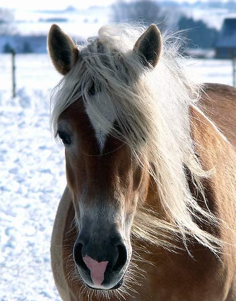 Tyroler Haflinger Honeymoon SOLGT - (Foto: Lima) billede 2