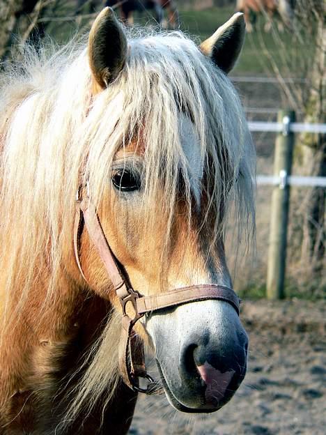 Tyroler Haflinger Honeymoon SOLGT - (Foto: Lima) billede 3