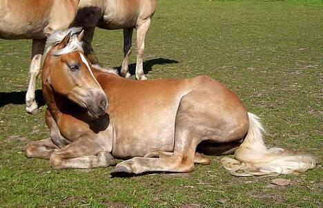 Tyroler Haflinger Holly Elghuset billede 7