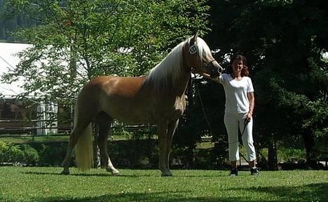 Tyroler Haflinger Holly Elghuset - Holly til verdensudstilling i østrig, hvor hun blev nr. 11 af ca. 40 specielt udtagedeheste fra hele verden billede 8