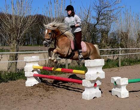 Tyroler Haflinger Honeymoon SOLGT - (Foto: Lima) billede 4