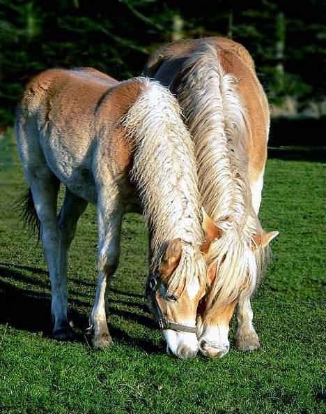 Tyroler Haflinger Honeymoon SOLGT - (Foto: Lima) billede 5