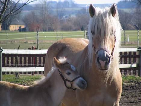 Tyroler Haflinger Honeymoon SOLGT billede 6