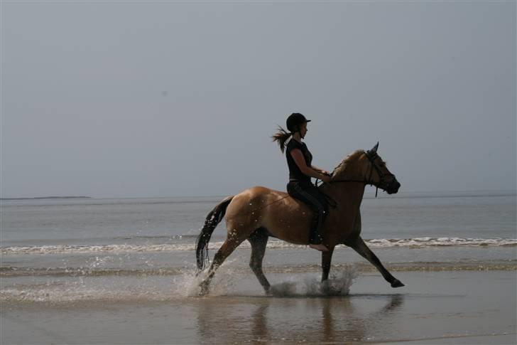 Fjordhest Romoses Jolly Jumper - Jolly på Rømø.  billede 8