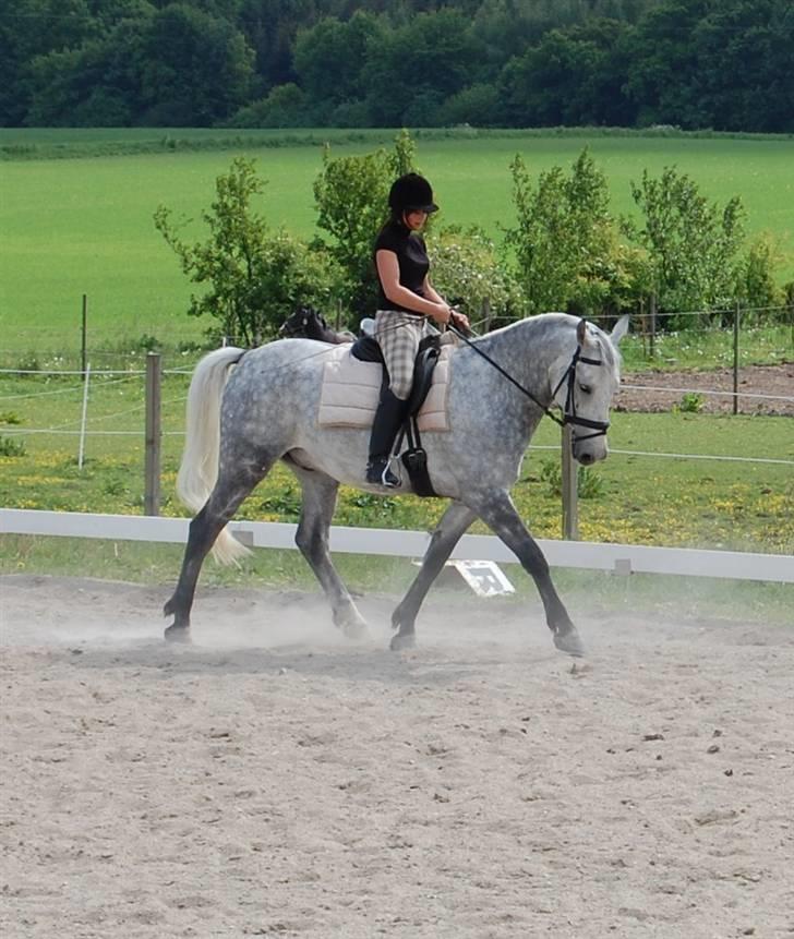 Anden særlig race Solis billede 14