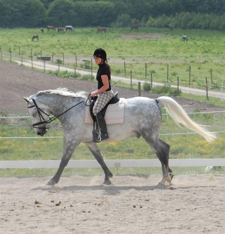 Anden særlig race Solis billede 15