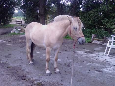 Fjordhest Nr. dam's Magic Survivor - eeeeiih.... jeg gider ikke være model mere nu.  billede 11