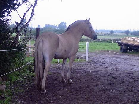 Fjordhest Nr. dam's Magic Survivor - jeg tror der er noget spændende derover...  billede 12