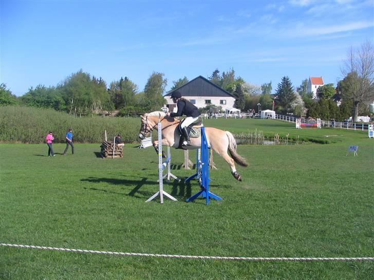 Fjordhest Paw (solgt) - militarystævne i Fjelsted (Fyn) foråret 2007 billede 4