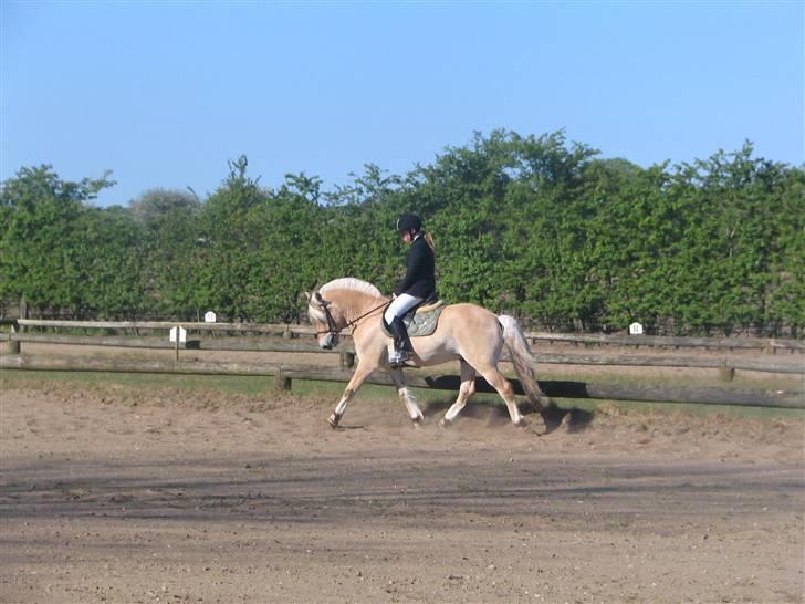 Fjordhest Paw (solgt) - militarystævne i Fjelsted (Fyn) foråret 2007 billede 5