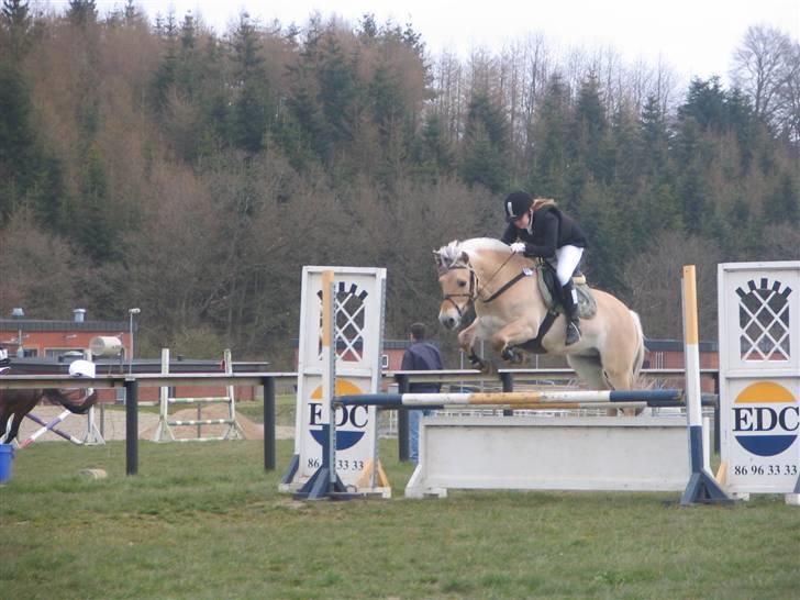 Fjordhest Paw (solgt) - militarystævne i Hammel (MJR) foråret 2007 billede 6