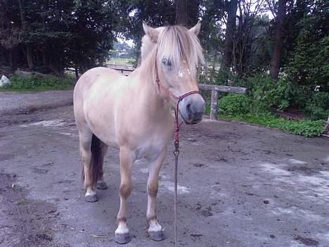 Fjordhest Nr. dam's Magic Survivor billede 13