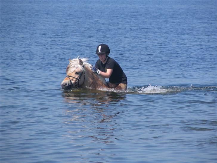 Fjordhest Paw (solgt) - store badedag :´) foråret 2007 billede 8