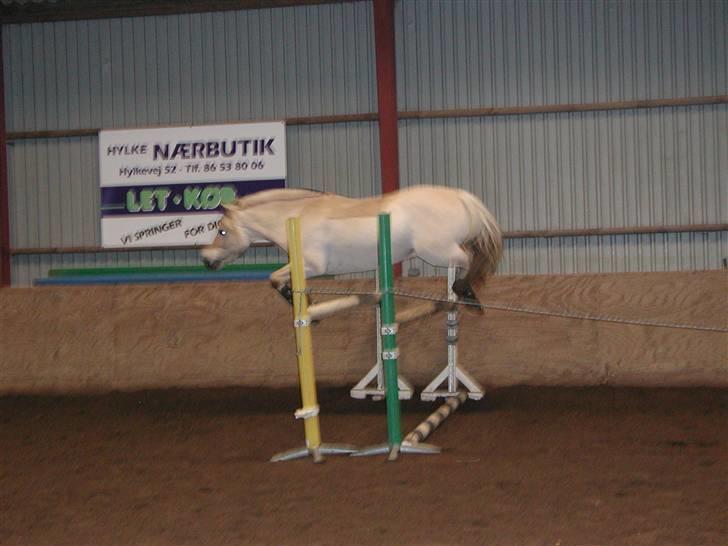 Fjordhest Paw (solgt) - løsspring 130 cm. foråret 2007 billede 9