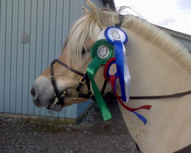 Fjordhest Paw (solgt) - fjordhestestævne i Harridslev (HARK) efterår 2006 billede 10