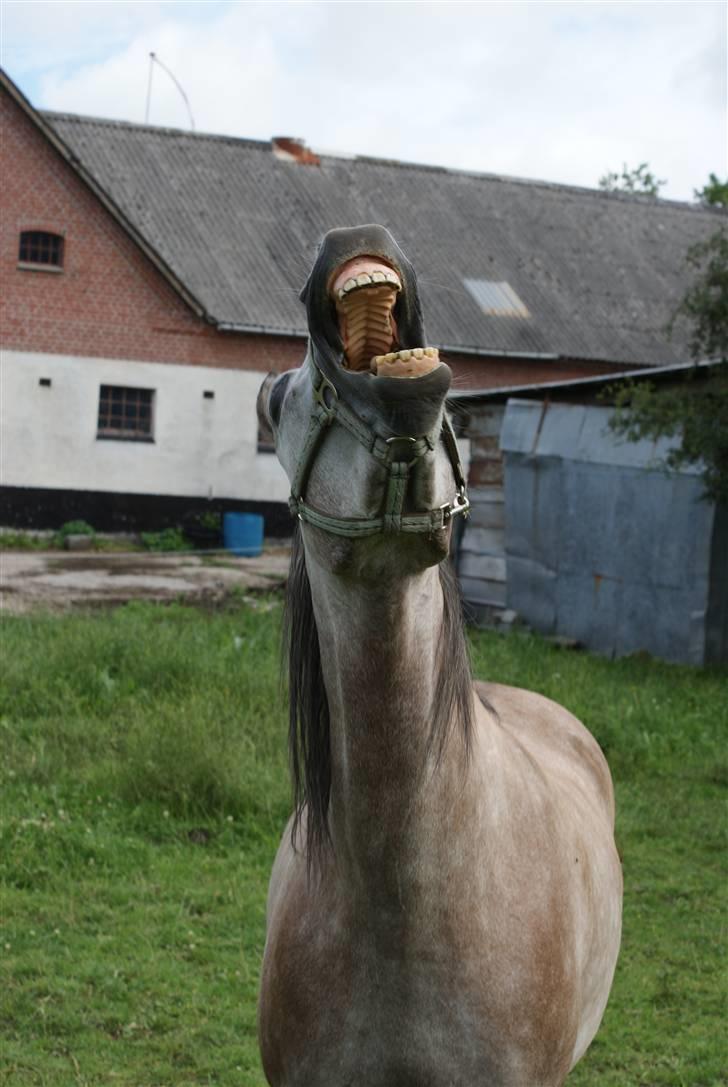 Anden særlig race Vanggården's Mister Magic - "Muhahaha! Jeg er verdens hersker!" Mega fedt billede :D D. 08-08-08 billede 11