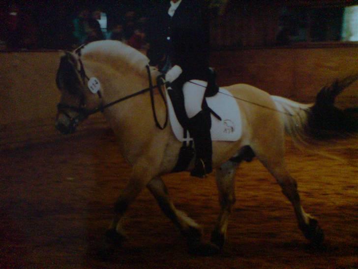 Fjordhest Paw (solgt) - Orion Halsnæs. Paws smukke far (: billede 11