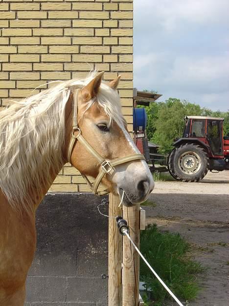 Haflinger San Diego +Død+ - Den smukke pony! billede 1
