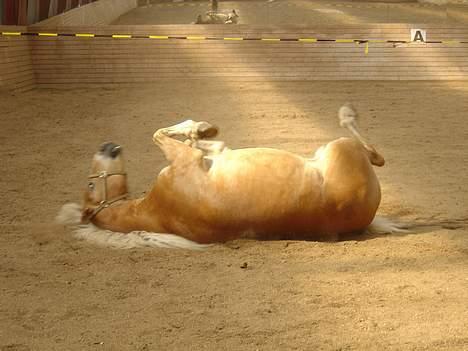 Haflinger San Diego +Død+ - Skønt med en rulle tur..! billede 2