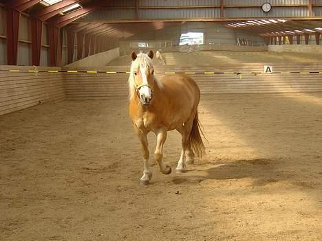 Haflinger San Diego +Død+ billede 3