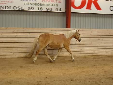Haflinger San Diego +Død+ - Lidt stiv i benene måske..! billede 4