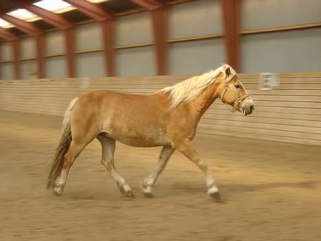 Haflinger San Diego +Død+ - Igen! Lidt stiv måske..! billede 5