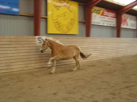 Haflinger San Diego +Død+ - Weee...! Nu kommer jeg! billede 6