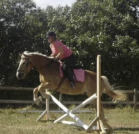 Haflinger San Diego +Død+ - Spring tykke pony! billede 7