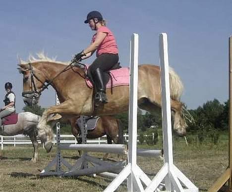 Haflinger San Diego +Død+ - Lidt kikset spring måske !Tror nok han sprang lidt for tidligt! billede 8
