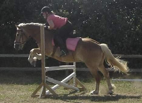 Haflinger San Diego +Død+ - Hop tykke..! billede 9