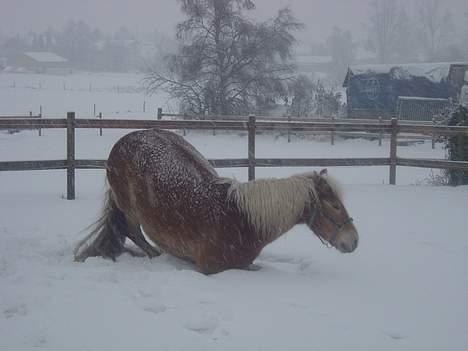 Haflinger San Diego +Død+ - mmm.! en rulle ri en gang dejligt koldt sne! billede 10