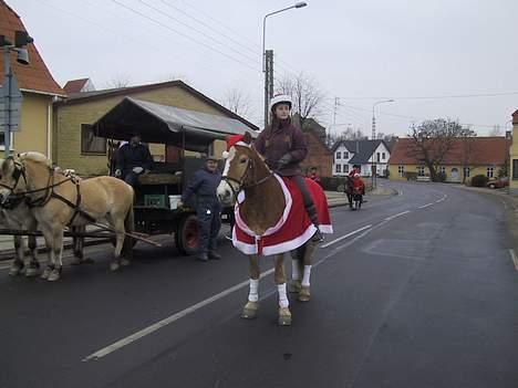 Haflinger San Diego +Død+ - Diego og jeg til fastelavn! Vi var jul! billede 11