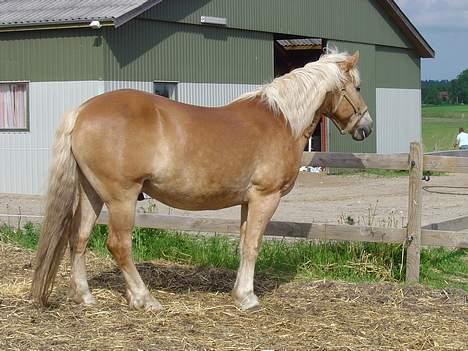 Haflinger San Diego +Død+ - Smukke pony! billede 13