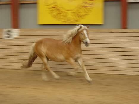 Haflinger San Diego +Død+ - Wee..! Synd det er så sløret..! billede 14