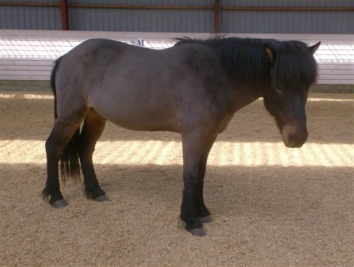 Islænder Ægir Frá Efri-Sumarliðabæ - Nyklippet d.17 Maj 2008 (wanna be musse grå *g* ) billede 11