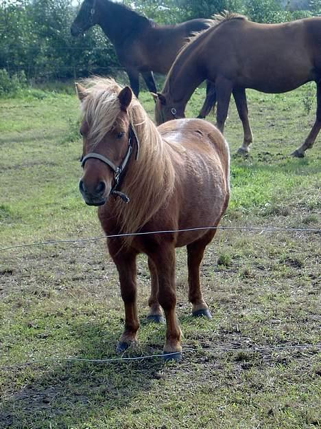 Shetlænder Ranaldi *SOLGT* - Ranaldi billede 1
