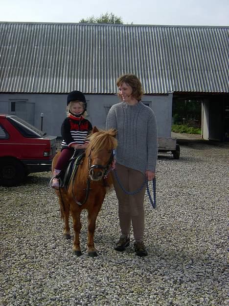 Shetlænder Ranaldi *SOLGT* billede 3