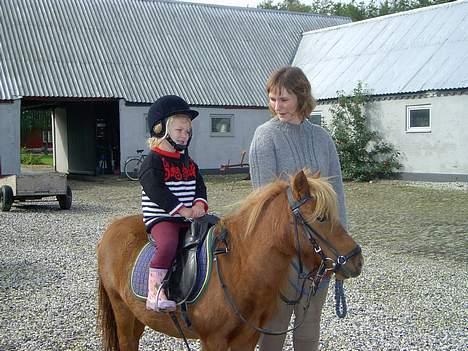 Shetlænder Ranaldi *SOLGT* billede 4