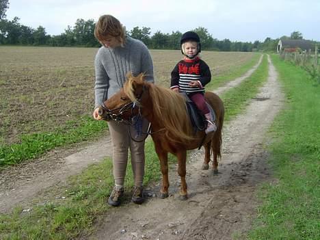 Shetlænder Ranaldi *SOLGT* - Vi var ude at ride tur... Både hest og rytter spiser blommer... billede 5